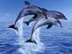 Immagine profilo di delfinofosco